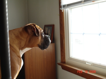 Looking Out The Window