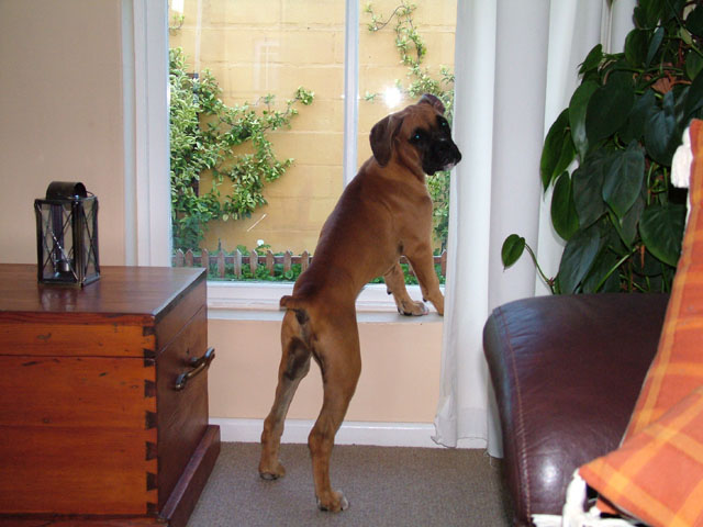 Looking out the window