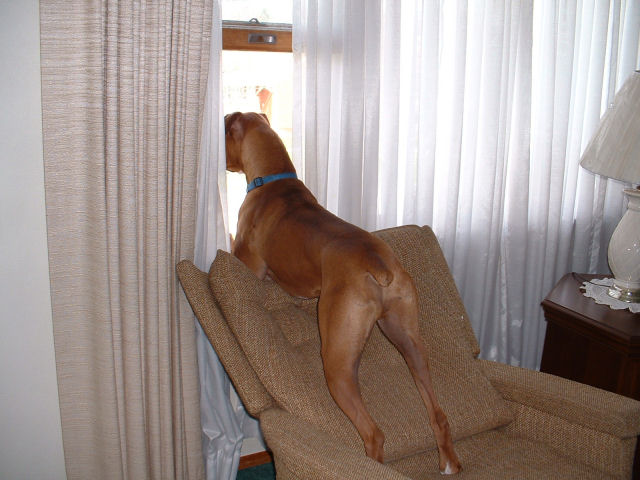 Looking Out Window