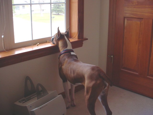 Looking Outside