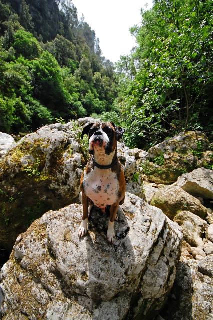 Lookout