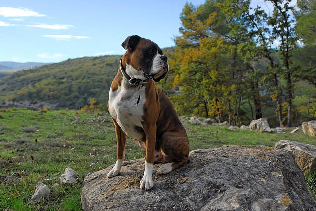 Lookout