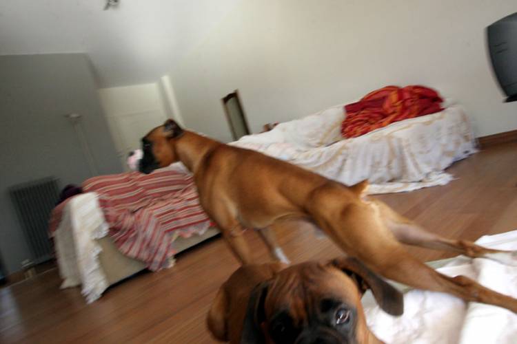 loooooong boxer!