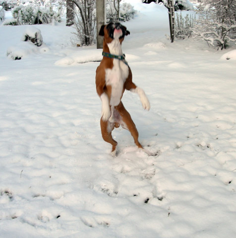 Lord-a-Leaping