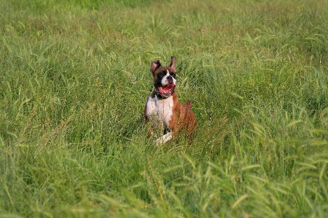 lost in grass