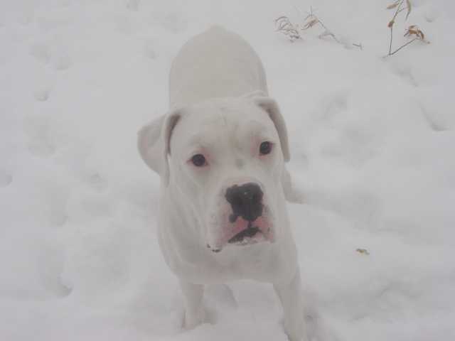 Lost in the snow!