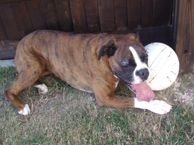 Lottie 7 years.