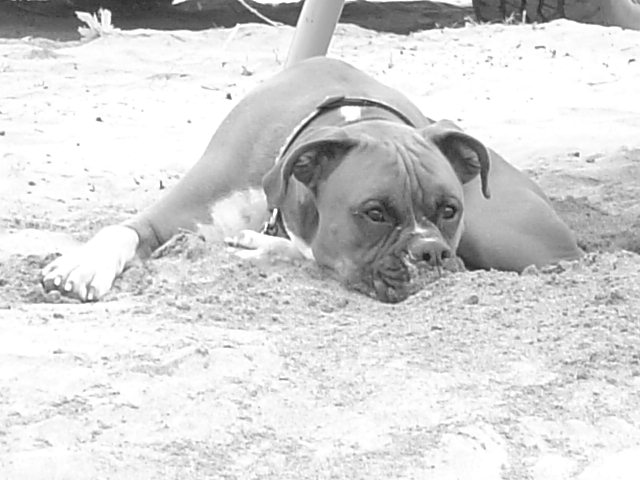 Lou chillin' at the beach.