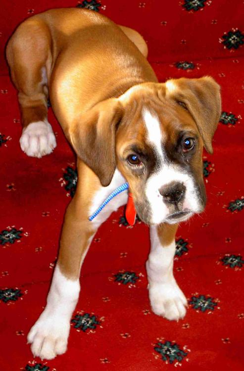 Louie at 13 weeks old