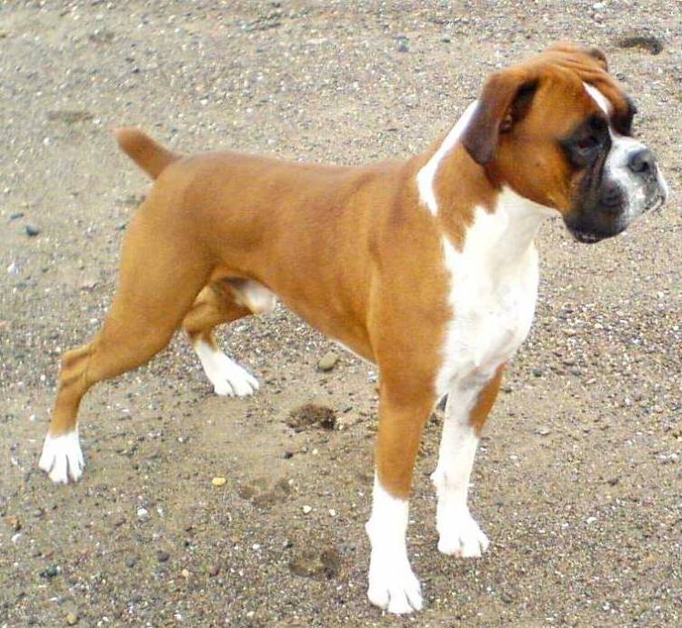 Louie at 2 years old