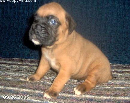 Louie at 4 weeks