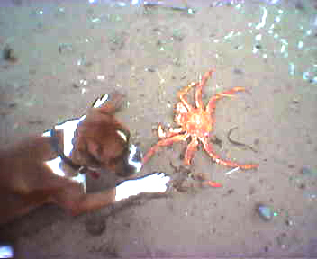 Louie caught a crab