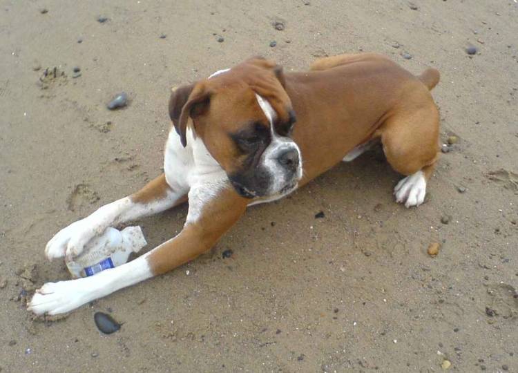 Louie on beach 2