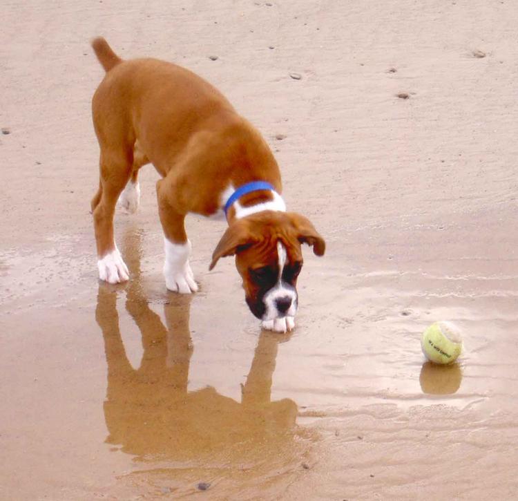 louie on the beech