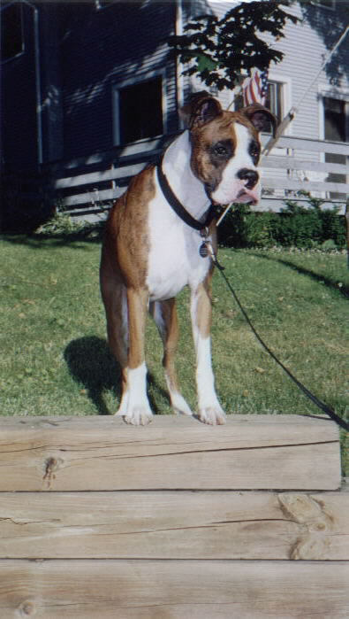 Louie