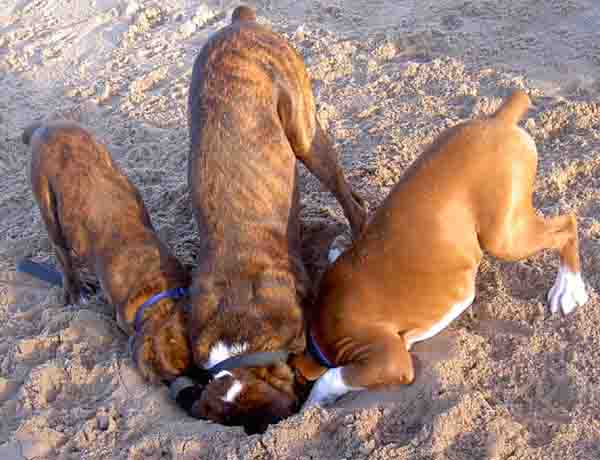 Louie_Taz_and_Alfie_on_the_beach2