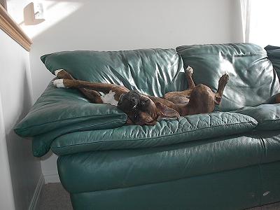 Lounging Boxer