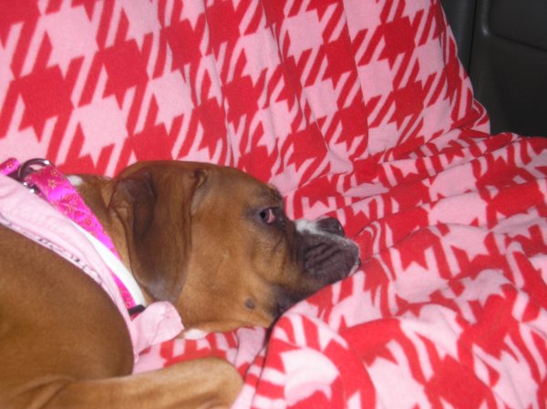 Lounging in the backseat of the truck!