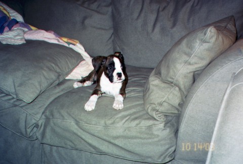 Lounging on the couch