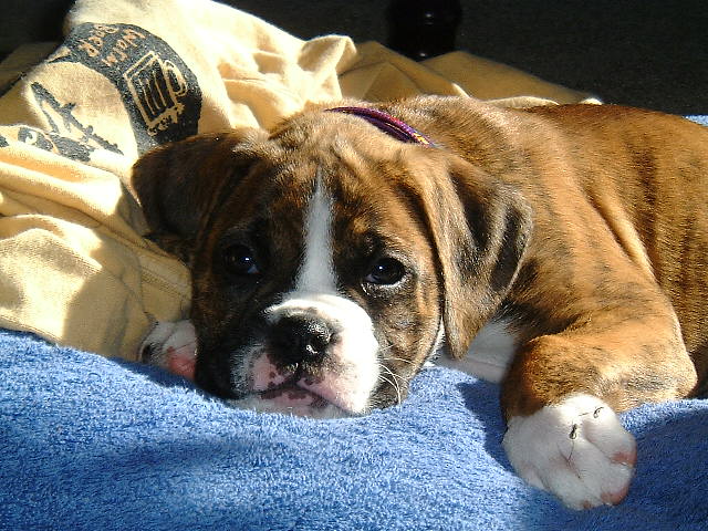 Lovable Tessa