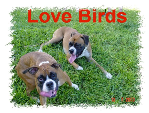 Love Birds
