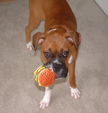 Love my hamburger