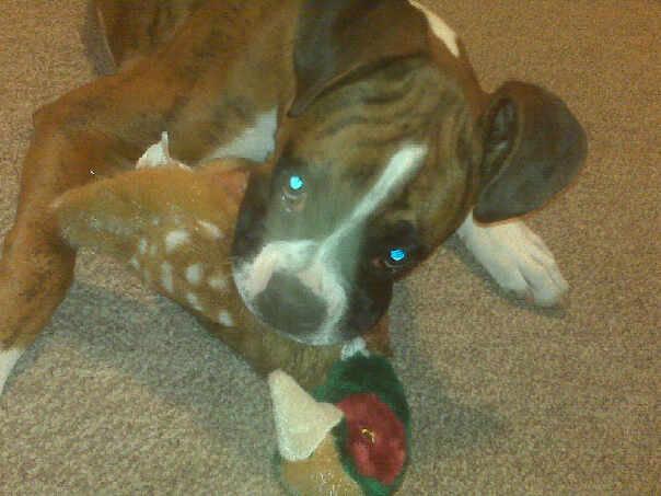 love my pheasant