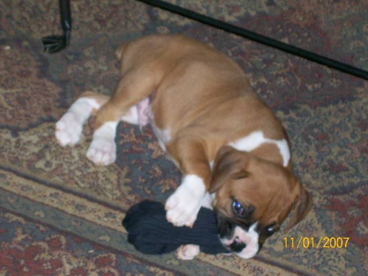 love my sock