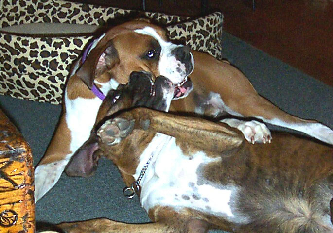 LoveBites for Cooper