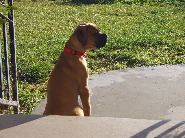 Loves to sit and watch the birds