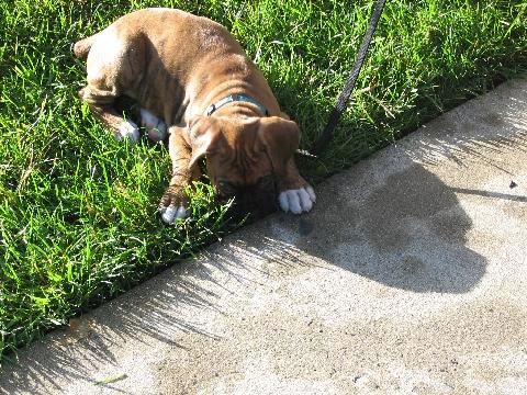 Lovin the grass!