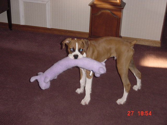Loving his new toy...Picked it out himself...:)