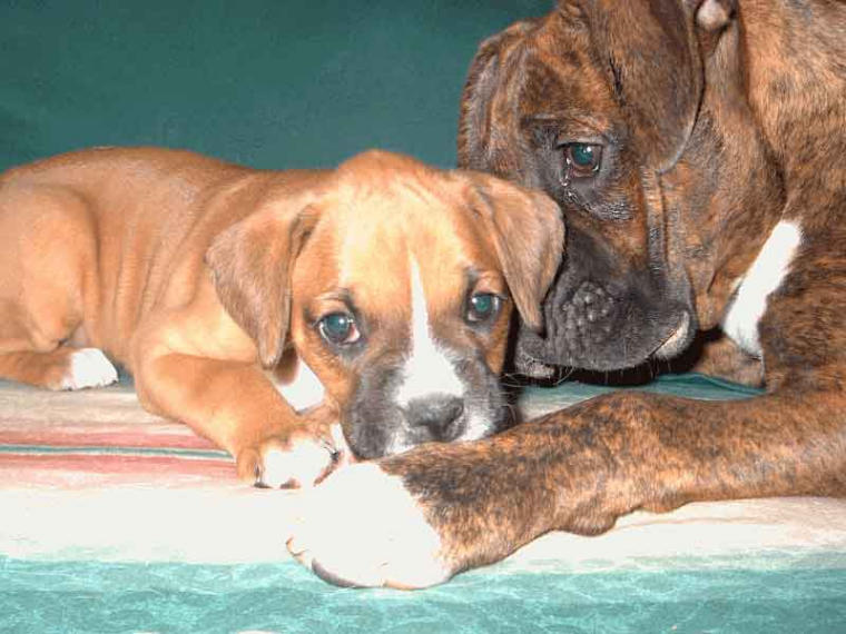 loving pair