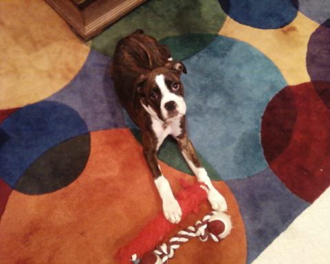 Lu_Carpet