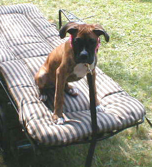 Luau Roxy-4months old