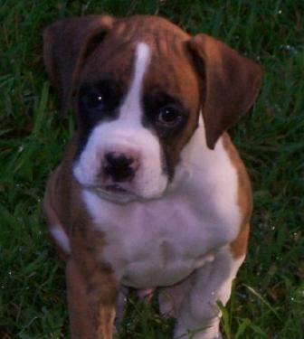 Lucas 8 wks