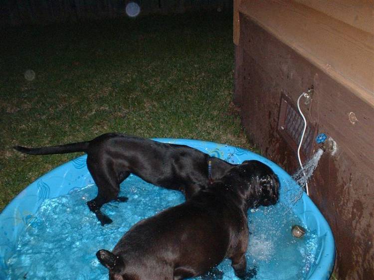 Lucie teaches D-Ohgie how to argue with the water spicket