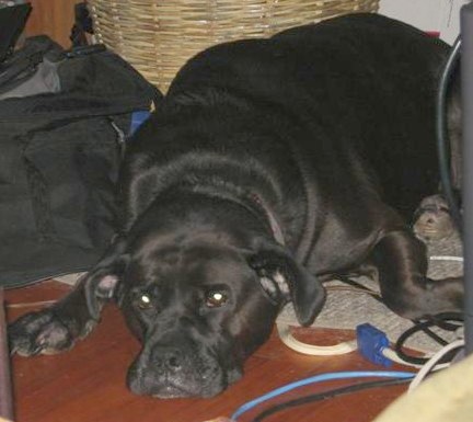 Lucie the hippo