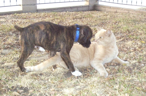 Lucius & Bear