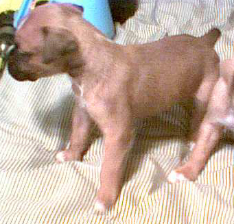 Lucky at 4 Weeks