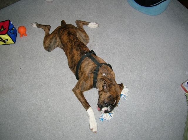 Lucky on Christmas Day