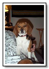 Lucky the reagle wise beagle.