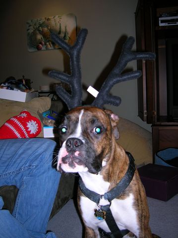 Lucky's Antlers
