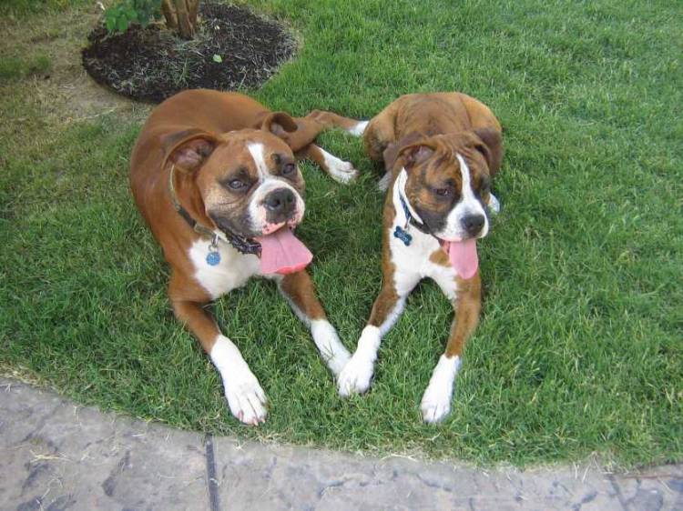 Lucy and Rocky!