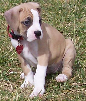 Lucy at 8 Weeks