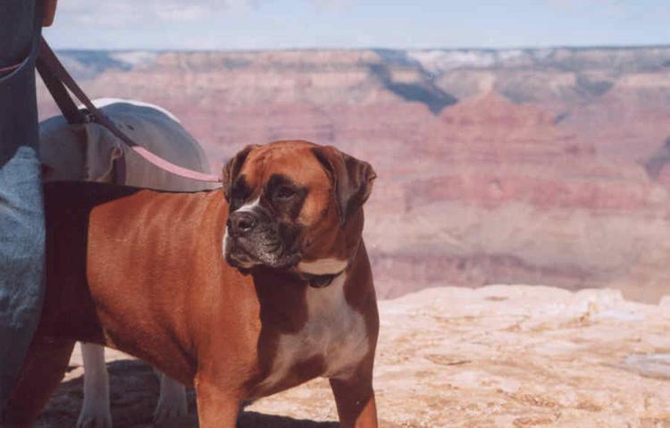 Lucy at the Grand Canyon