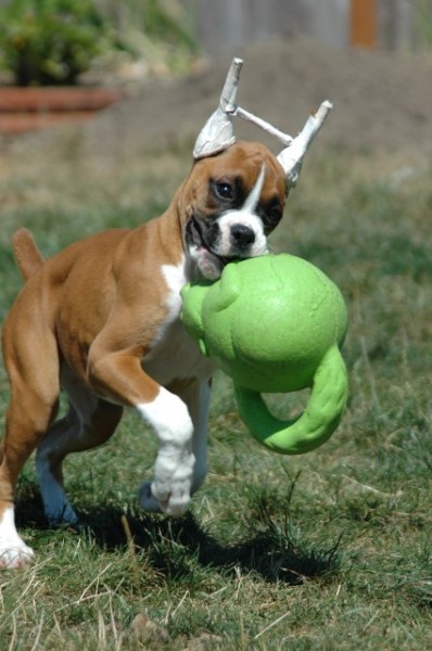 Lucy - Big dog toy?  HRMPH!
