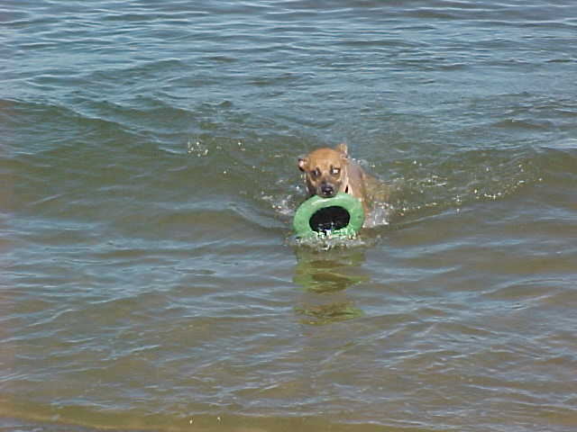 Lucy bringing the frisbee in