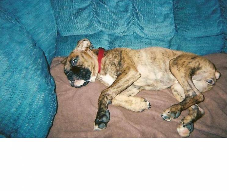 lucy claiming the couch at 4 months