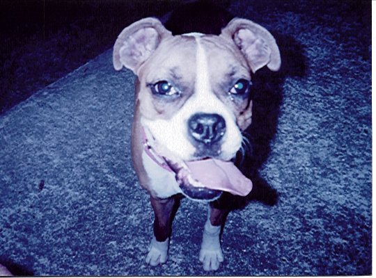 Lucy Girl